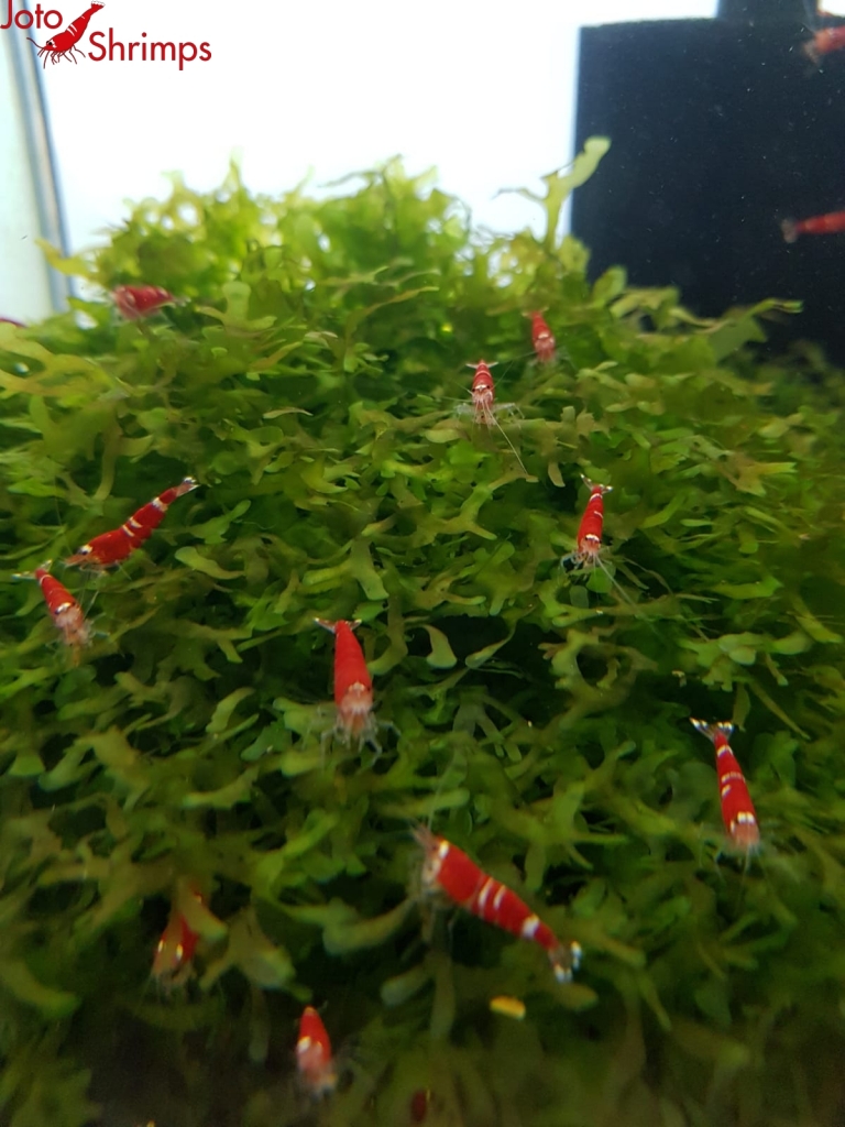 Super Crystal Red